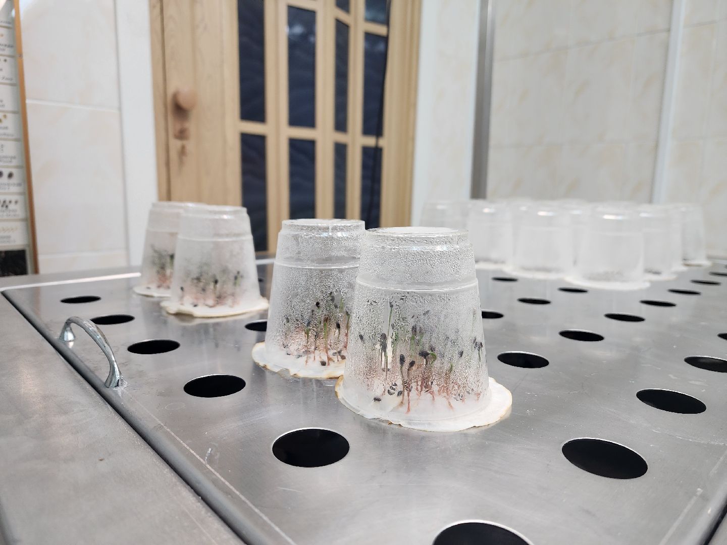 пушкино, лесопитомник, ель, кремль, новогодняя елка, волонтеры,