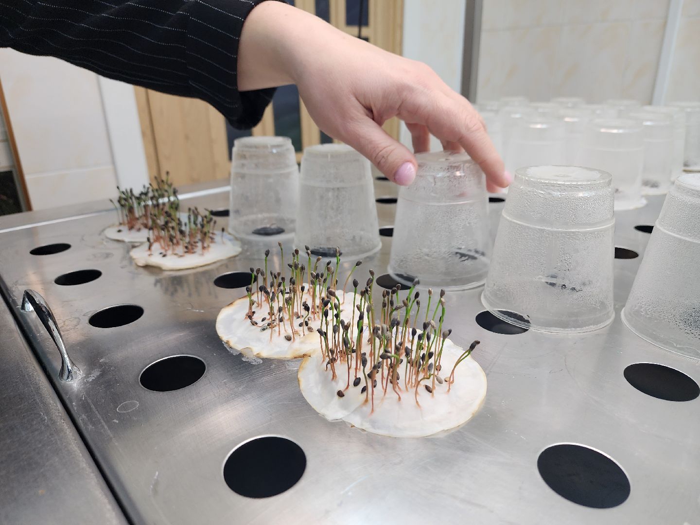 пушкино, лесопитомник, ель, кремль, новогодняя елка, волонтеры,