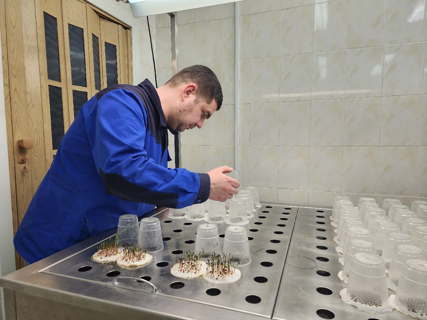 пушкино, лесопитомник, ель, кремль, новогодняя елка, волонтеры,