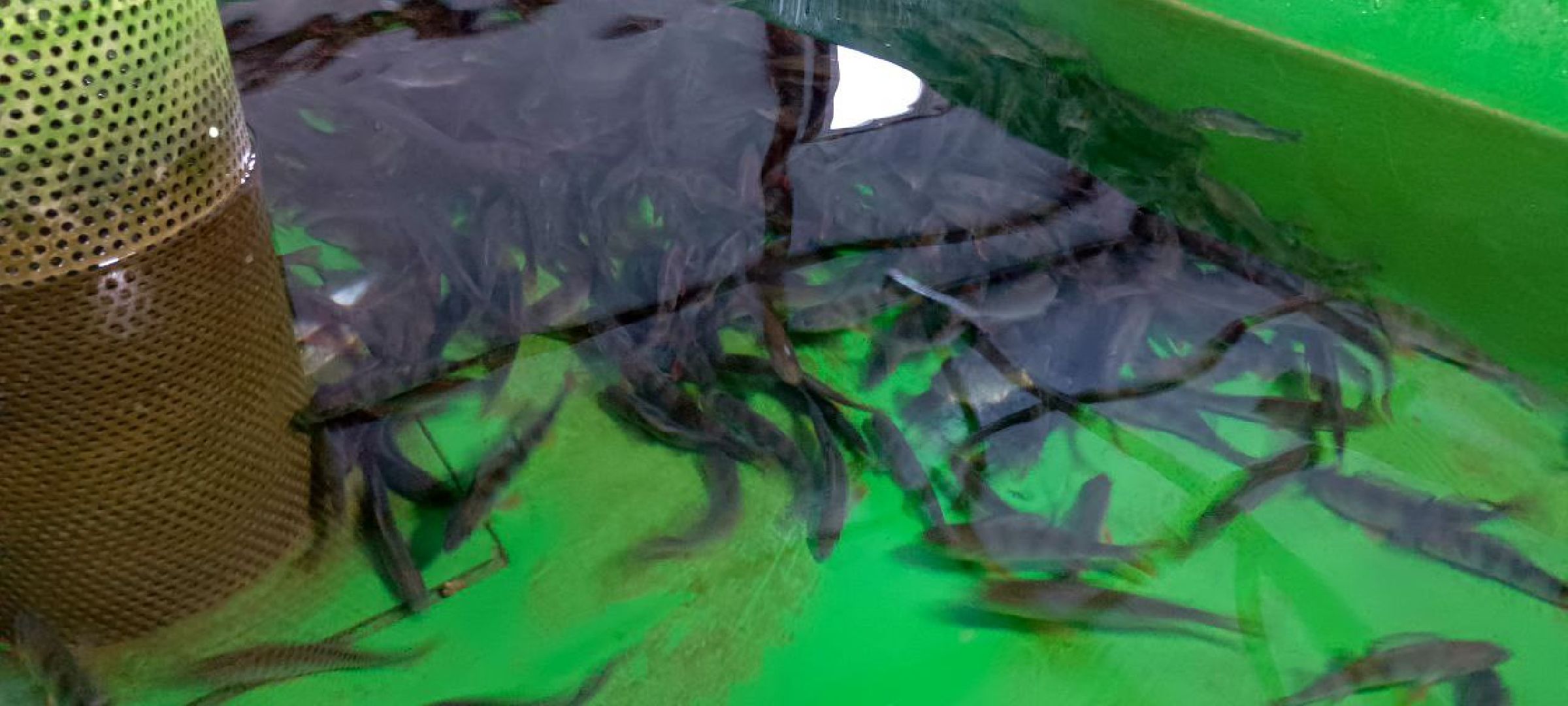 Дмитров, Рыбное, ВНИИПРХ, ВНИРО,