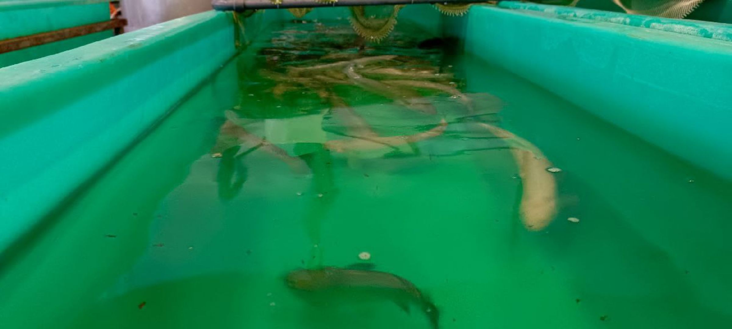 Дмитров, Рыбное, ВНИИПРХ, ВНИРО,