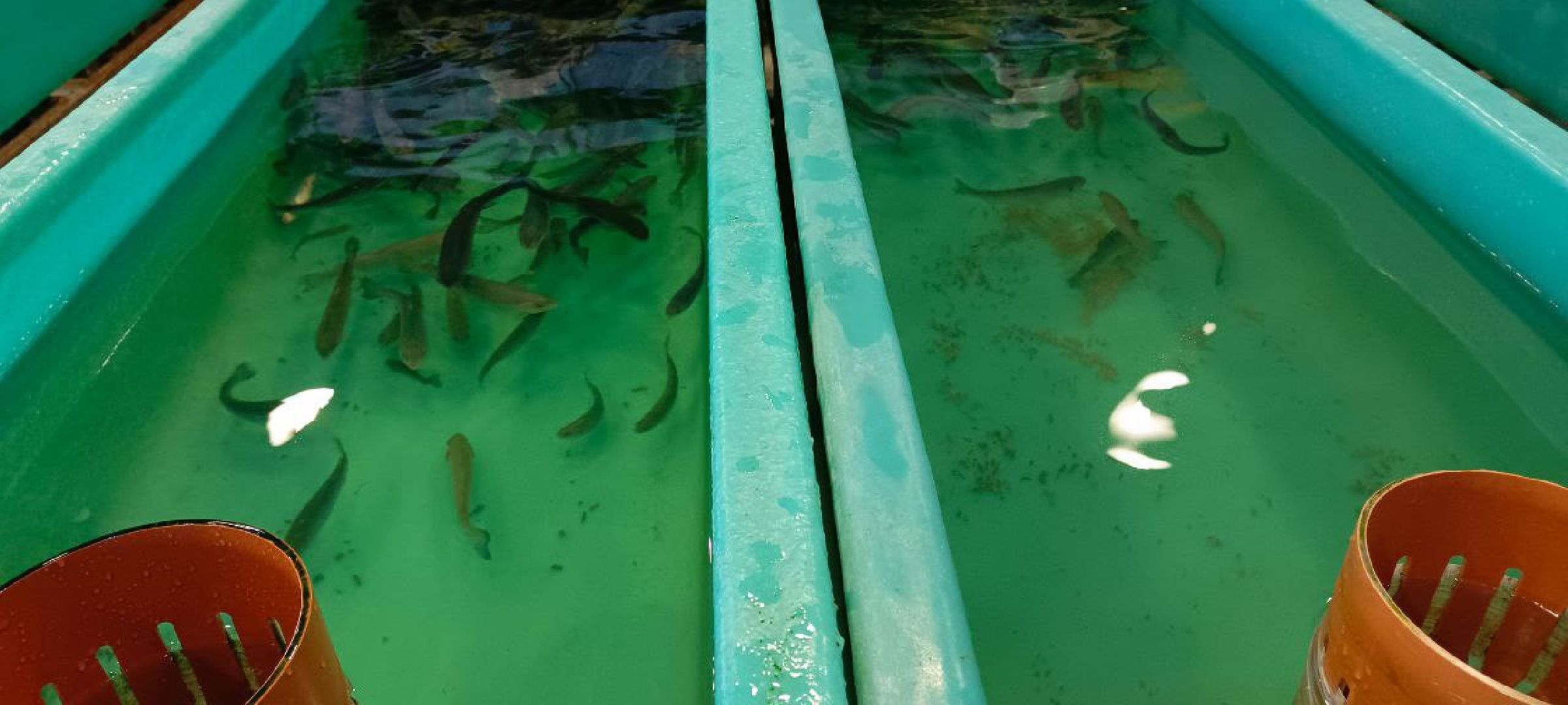 Дмитров, Рыбное, ВНИИПРХ, ВНИРО,