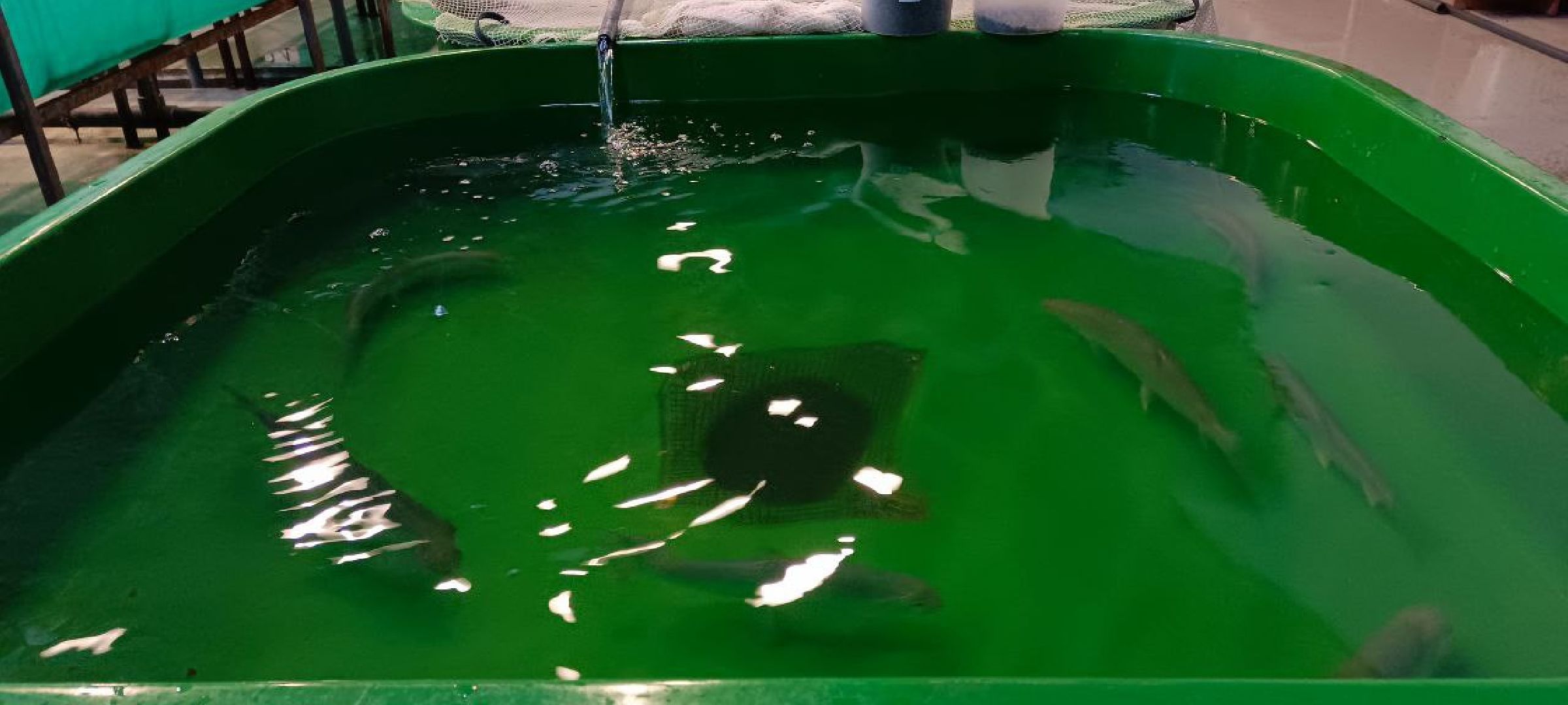 Дмитров, Рыбное, ВНИИПРХ, ВНИРО,