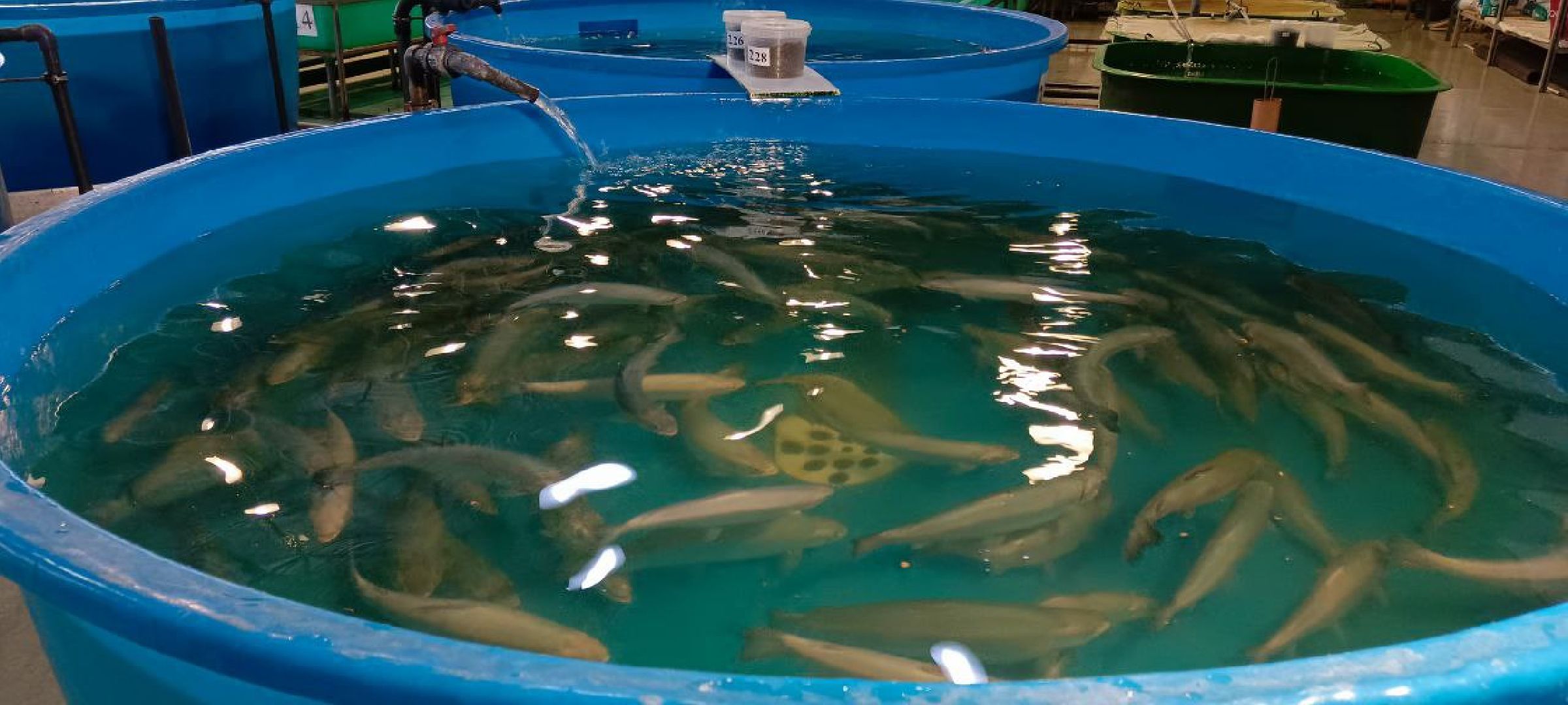 Дмитров, Рыбное, ВНИИПРХ, ВНИРО,