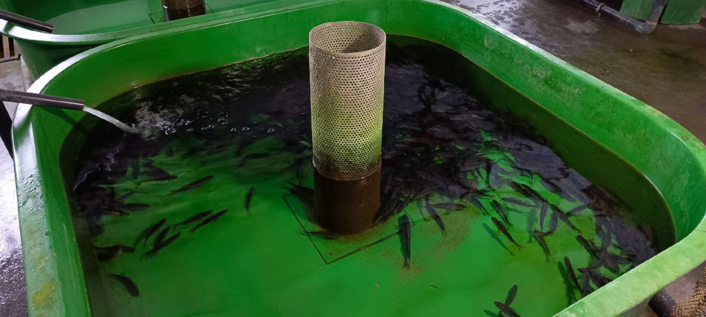 Дмитров, Рыбное, ВНИИПРХ, ВНИРО,