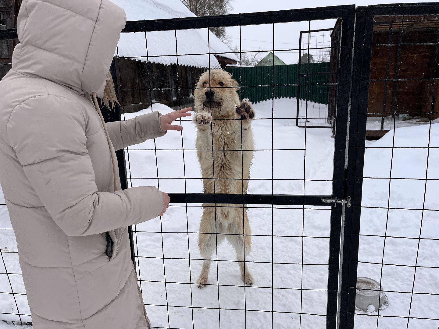 волонтер, щенок, спасение животных,