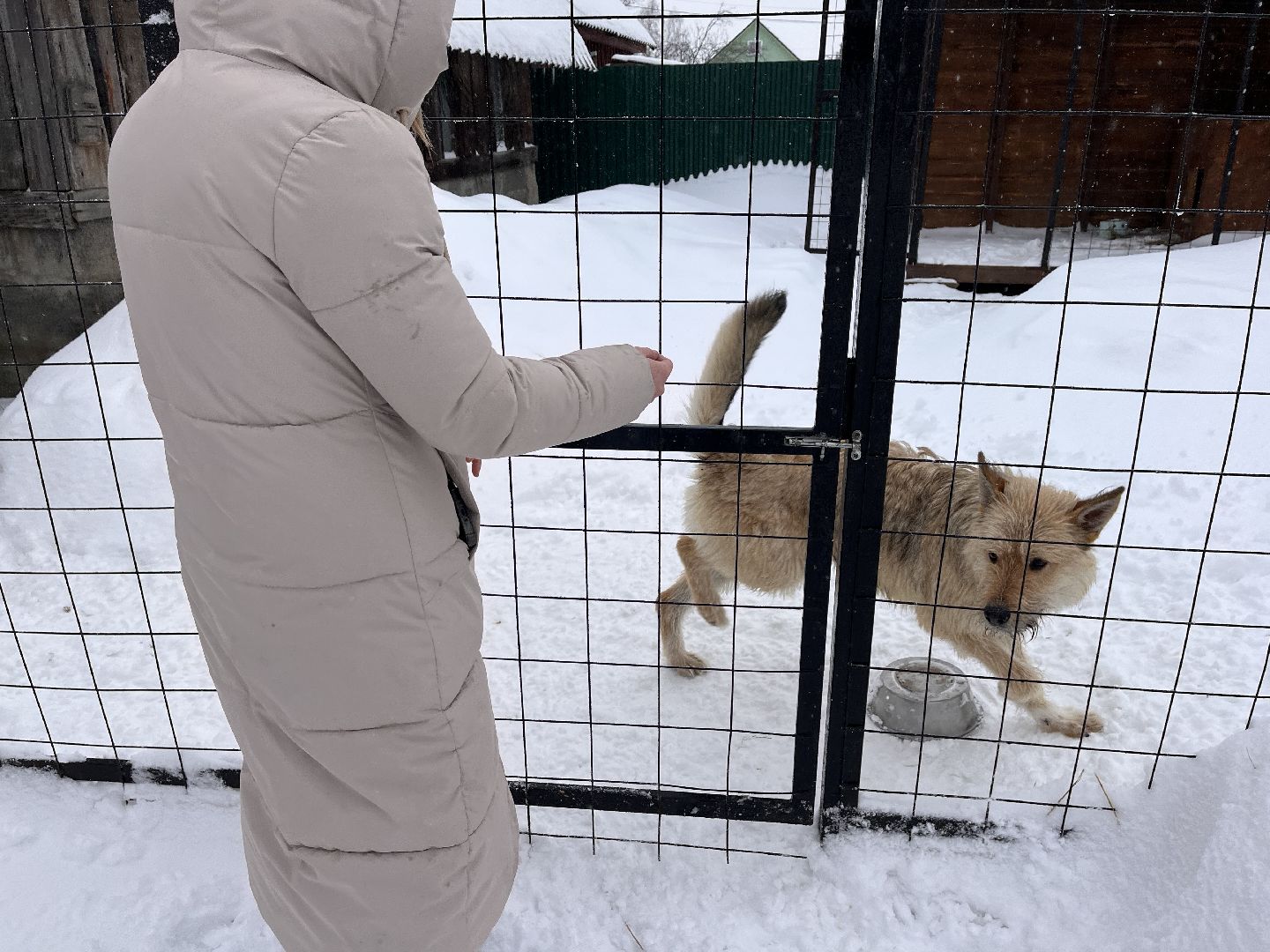 волонтер, щенок, спасение животных,