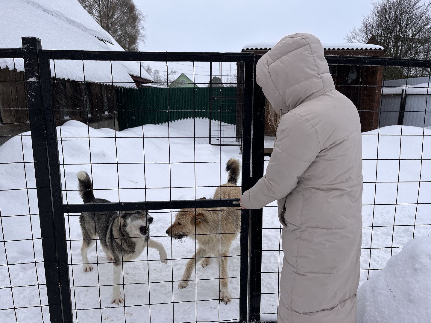 волонтер, щенок, спасение животных,