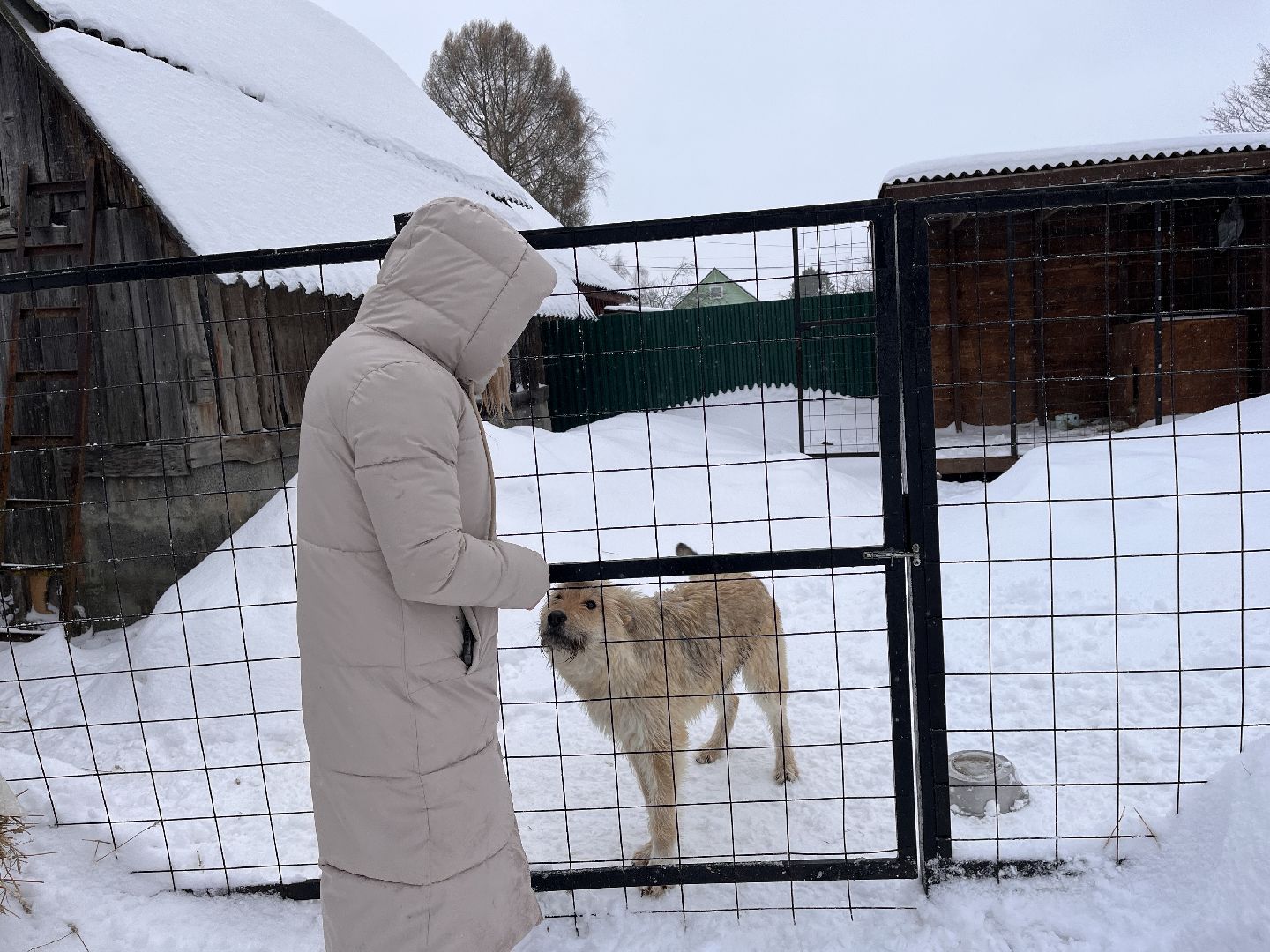 волонтер, щенок, спасение животных,