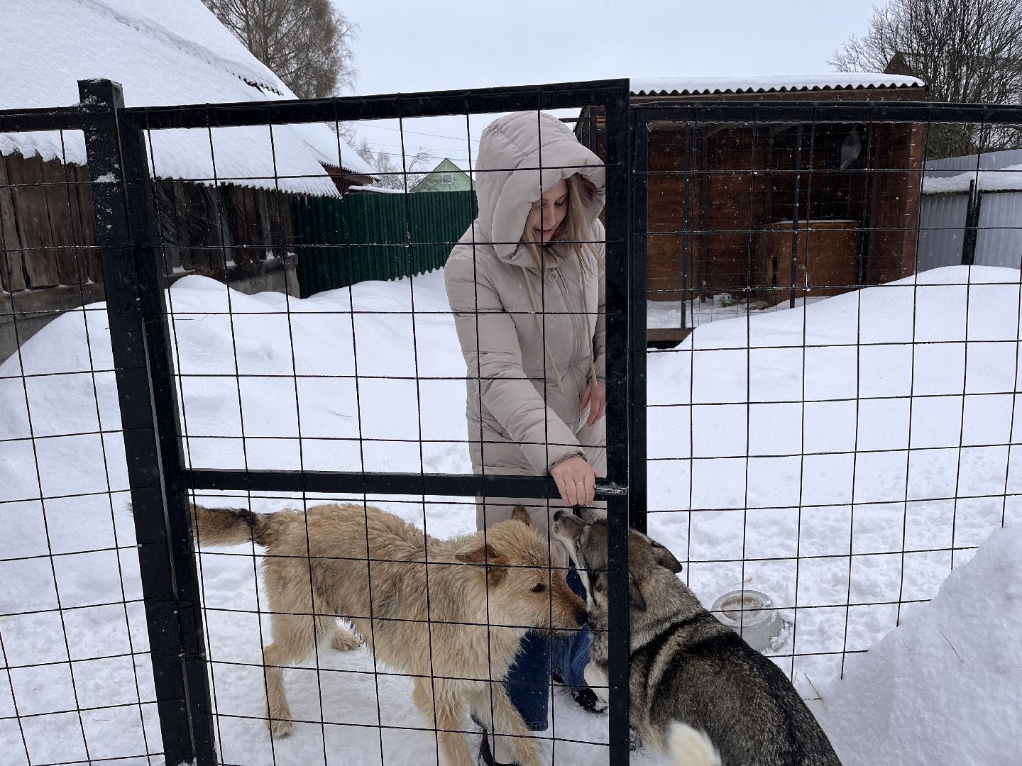волонтер, щенок, спасение животных,