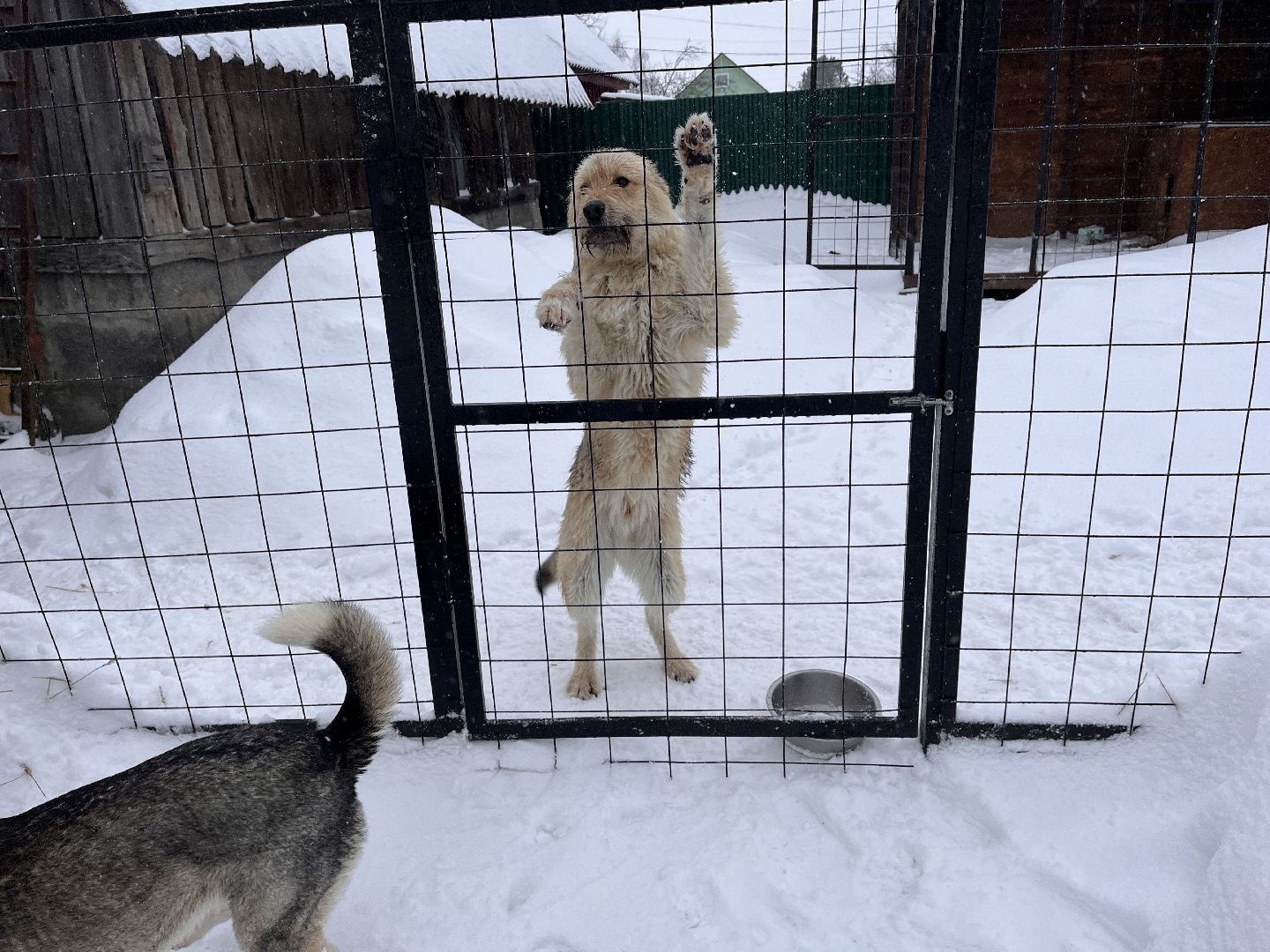 волонтер, щенок, спасение животных,