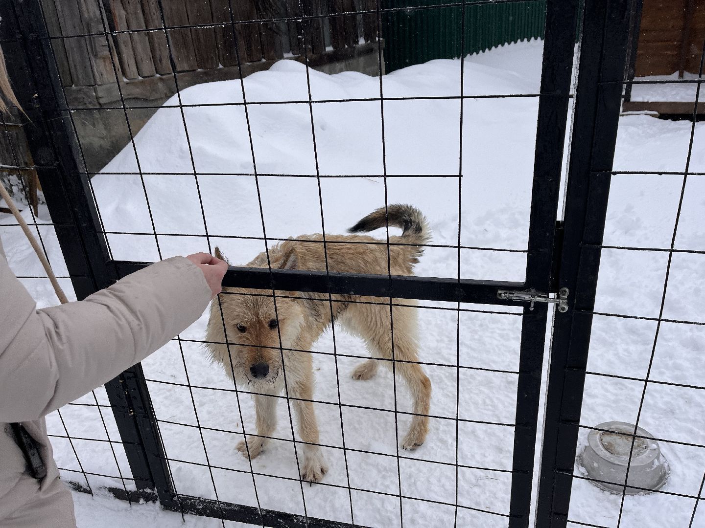 волонтер, щенок, спасение животных,