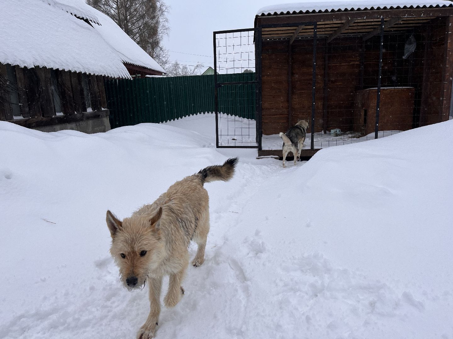 волонтер, щенок, спасение животных,