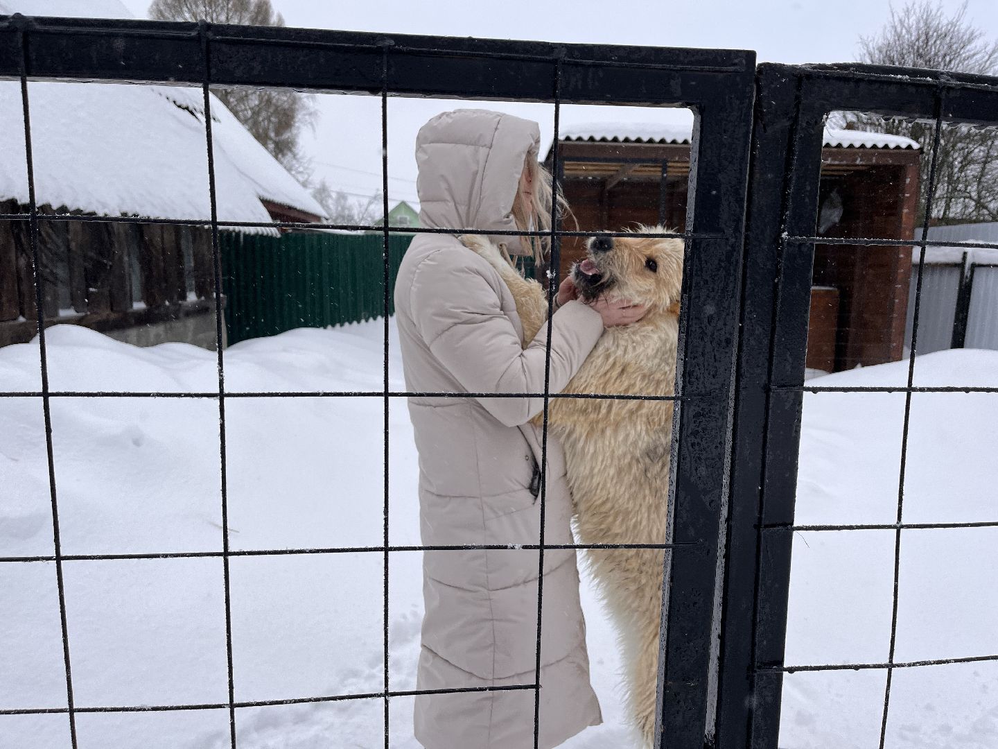 волонтер, щенок, спасение животных,