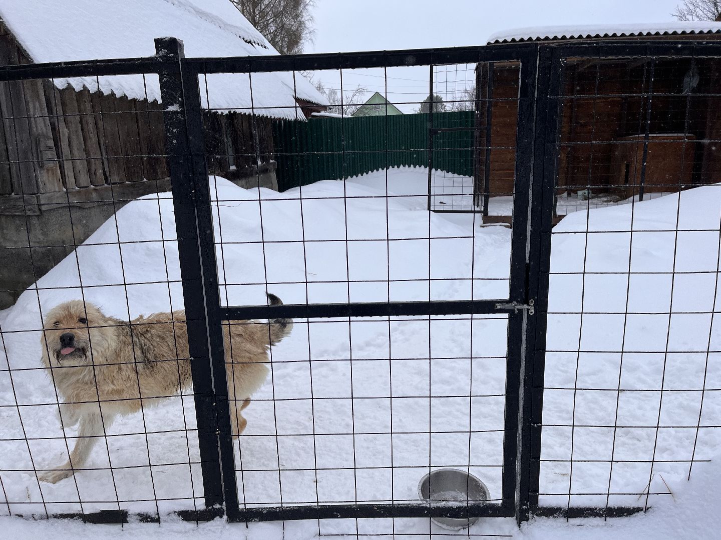 волонтер, щенок, спасение животных,