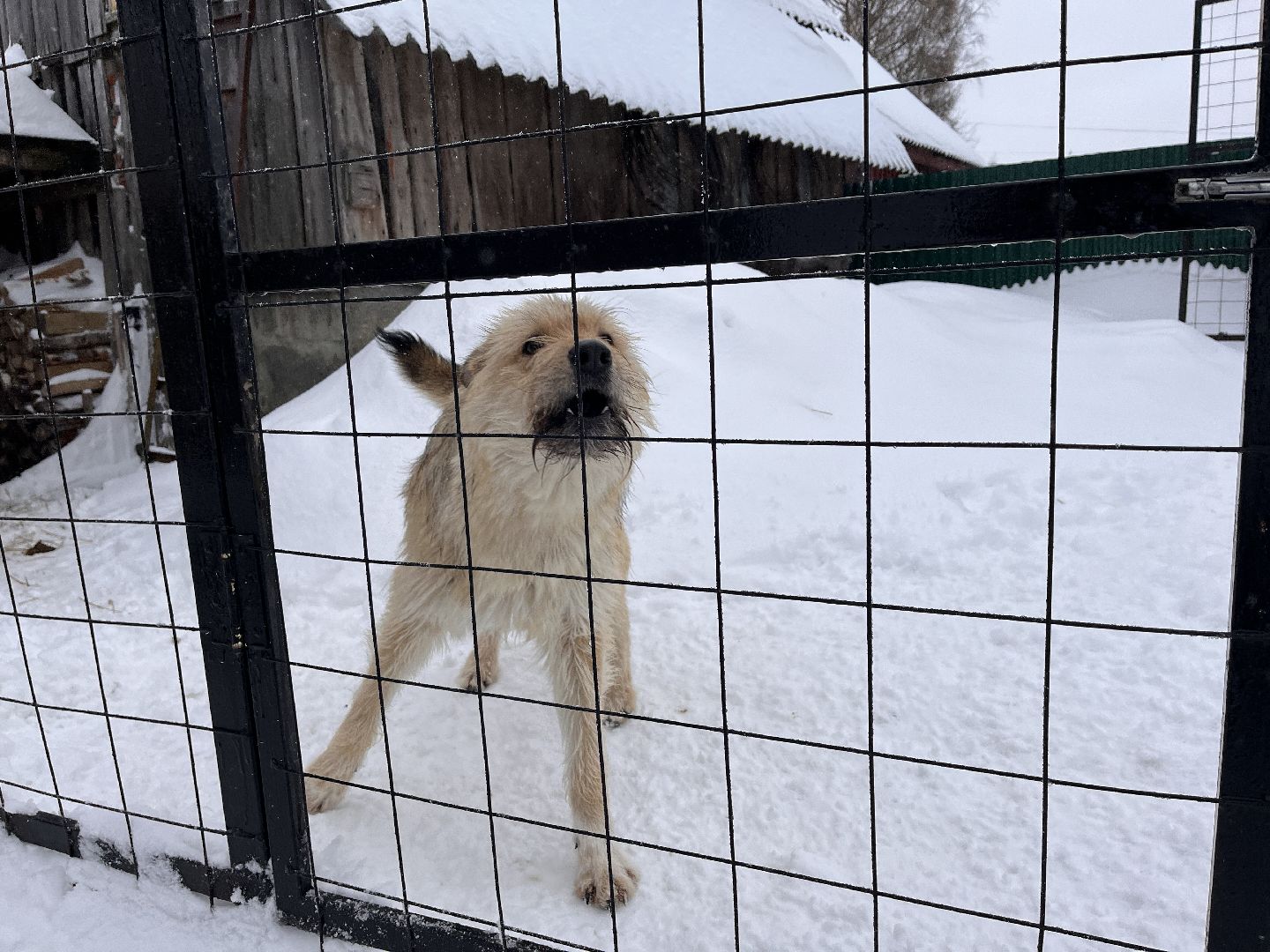 волонтер, щенок, спасение животных,