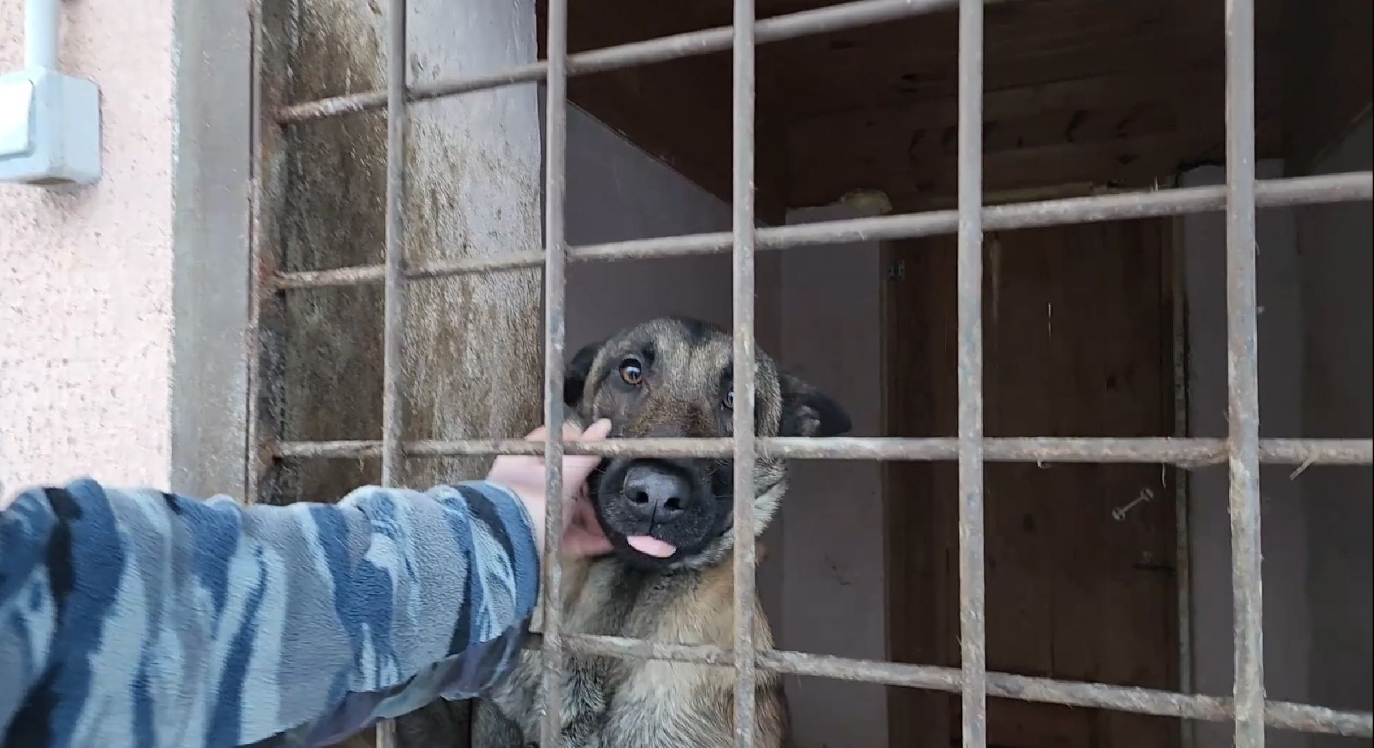 электросталь, мой город, безопасность, умвд россии, полиция, полиция электростали, кинолог, кинологи,