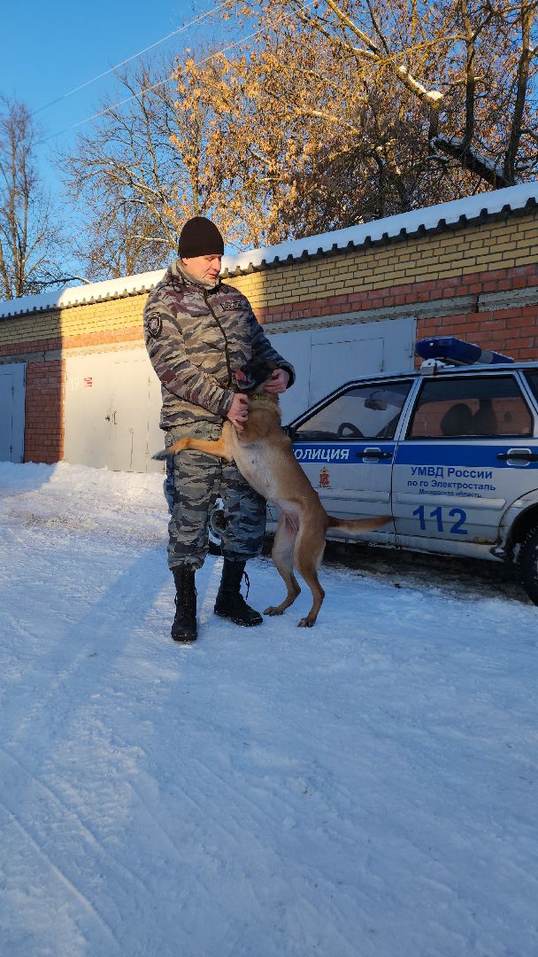электросталь, мой город, безопасность, умвд россии, полиция, полиция электростали, кинолог, кинологи,