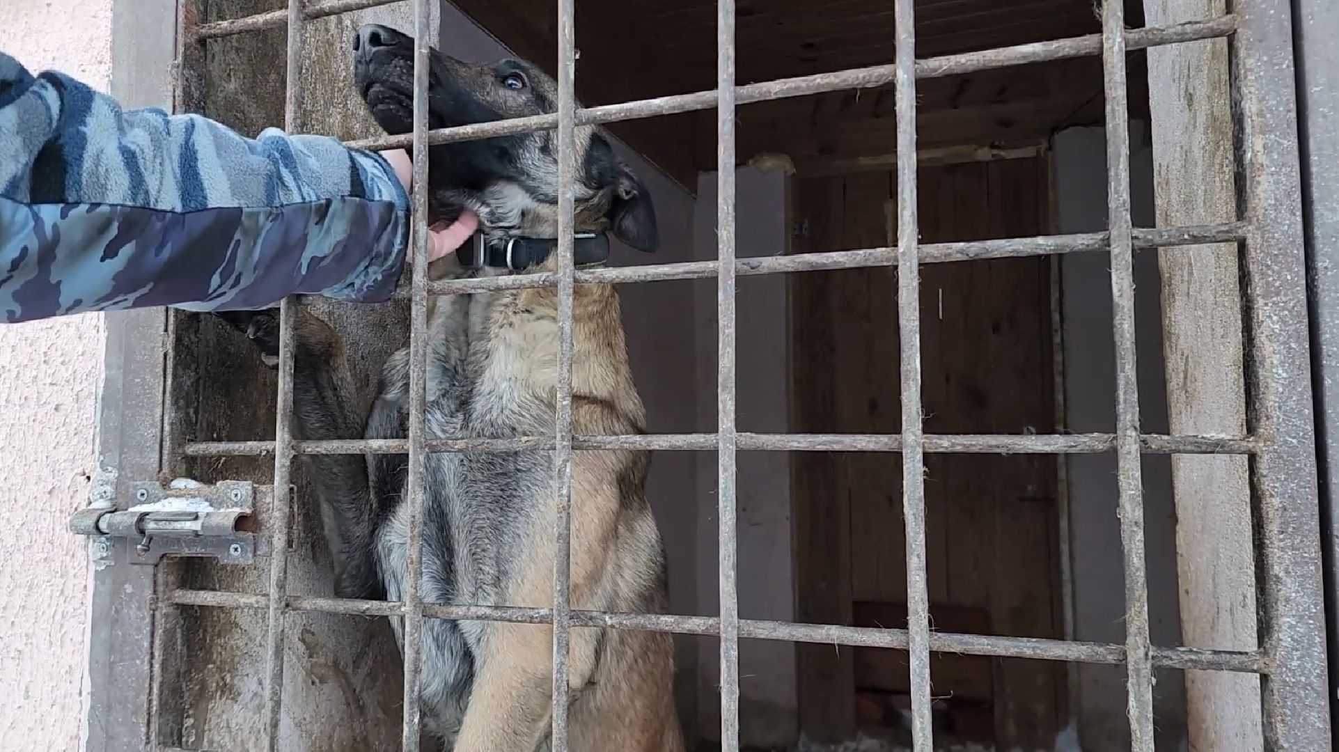 электросталь, мой город, безопасность, умвд россии, полиция, полиция электростали, кинолог, кинологи,