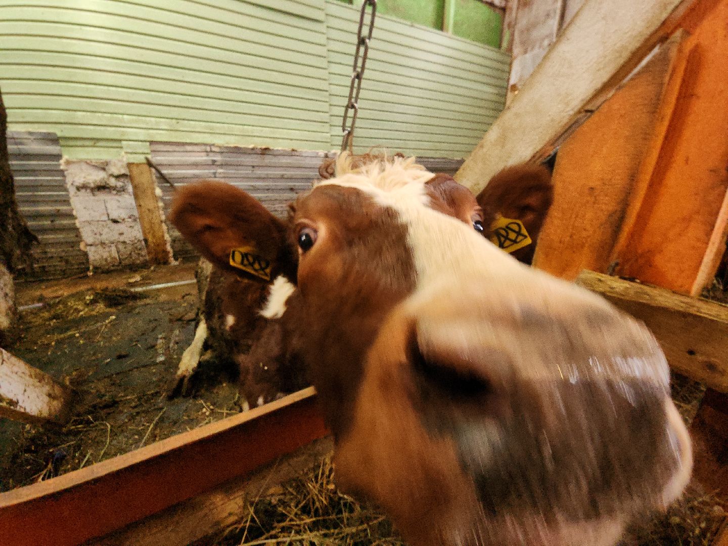 коломна, экономика, предприниматель, агростартап,