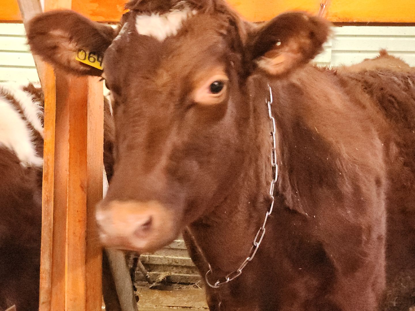 коломна, экономика, предприниматель, агростартап,