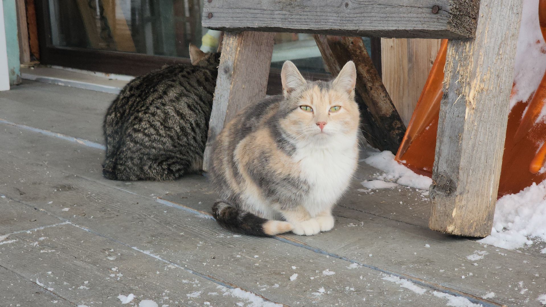 туризм, туризм в подмосковье, зима, зима 2024, зима в подмосковье, руза, рузский городской округ,