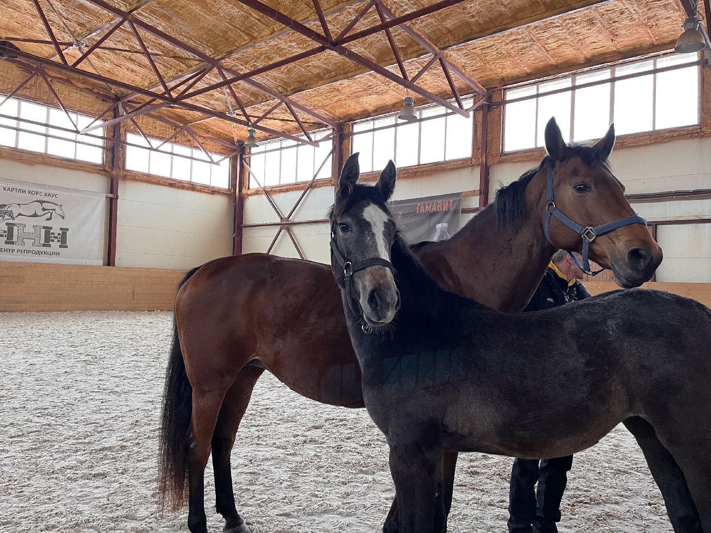 Шаховская, Центр репродукции, лошади, кони, хозяйство,