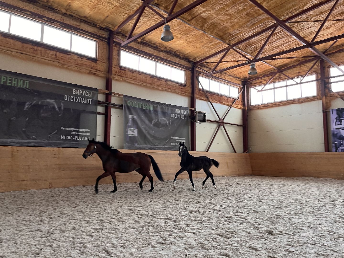 Шаховская, Центр репродукции, лошади, кони, хозяйство,