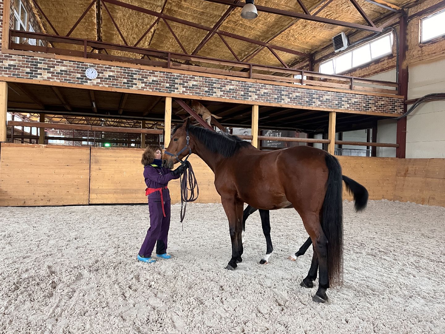 Шаховская, Центр репродукции, лошади, кони, хозяйство,