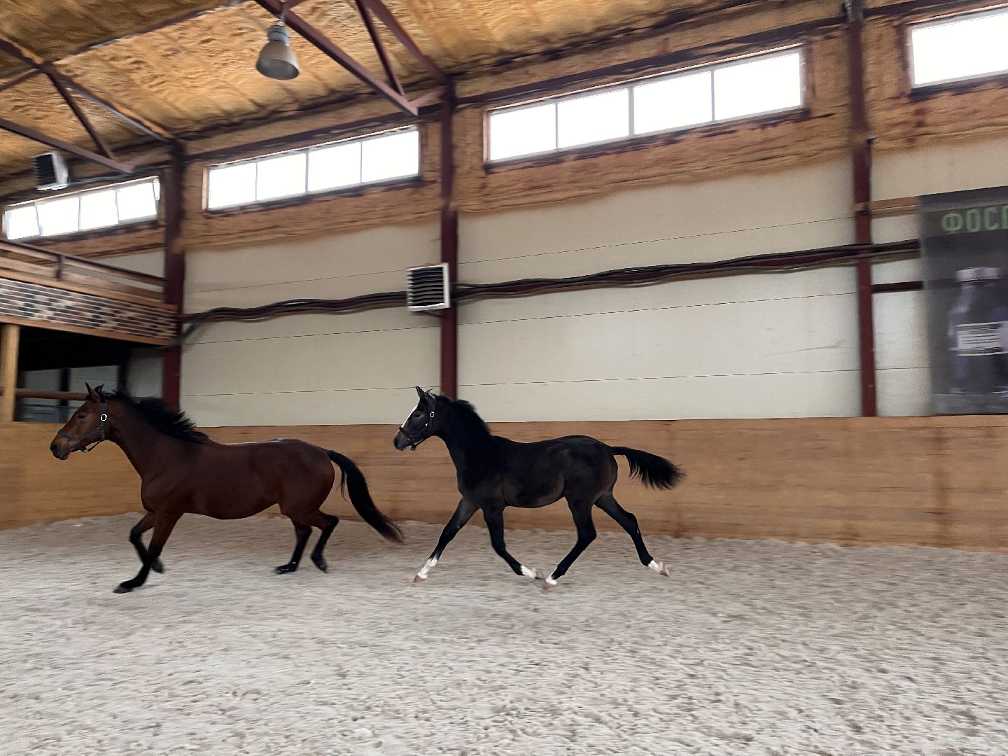 Шаховская, Центр репродукции, лошади, кони, хозяйство,