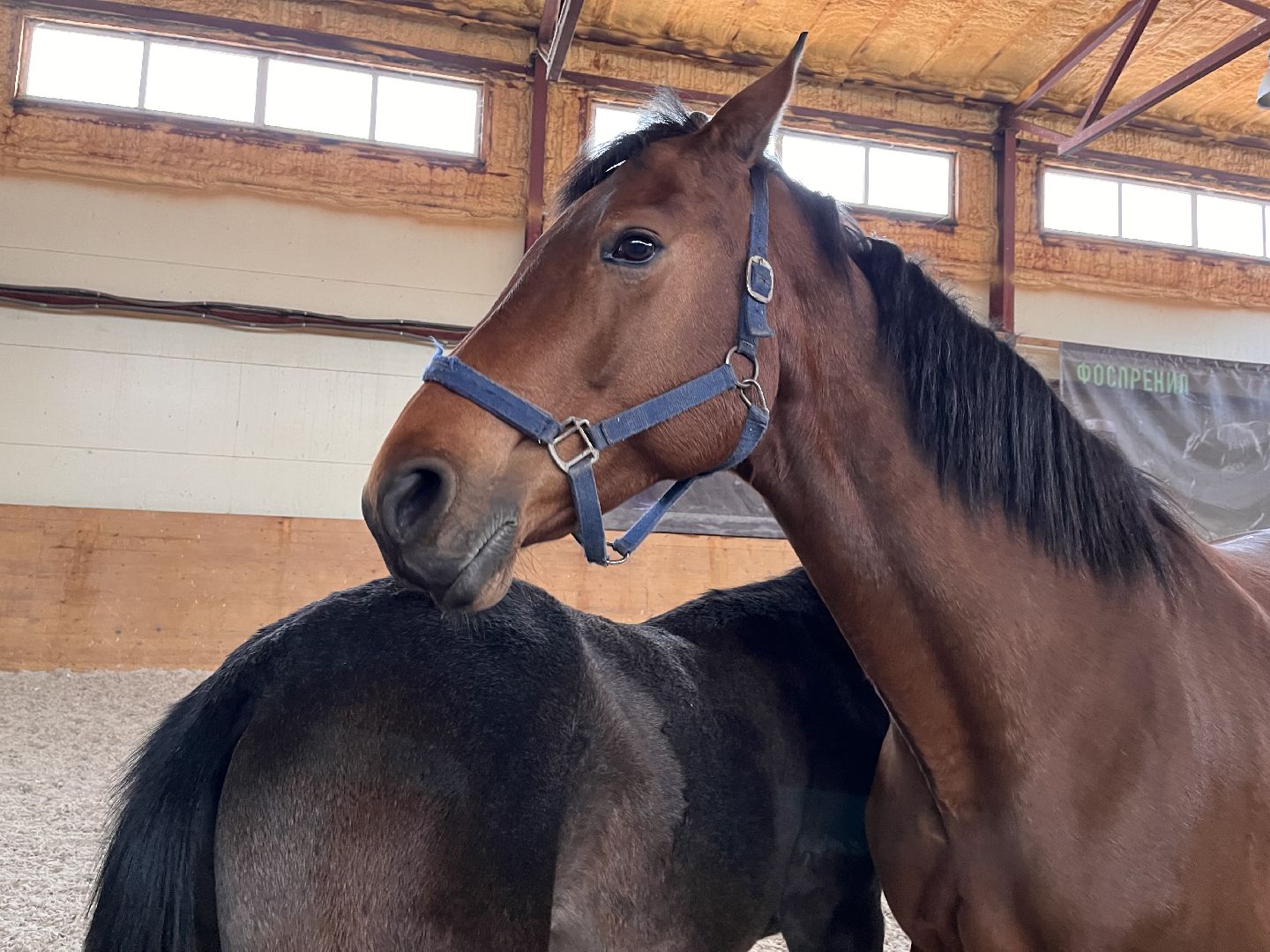 Шаховская, Центр репродукции, лошади, кони, хозяйство,