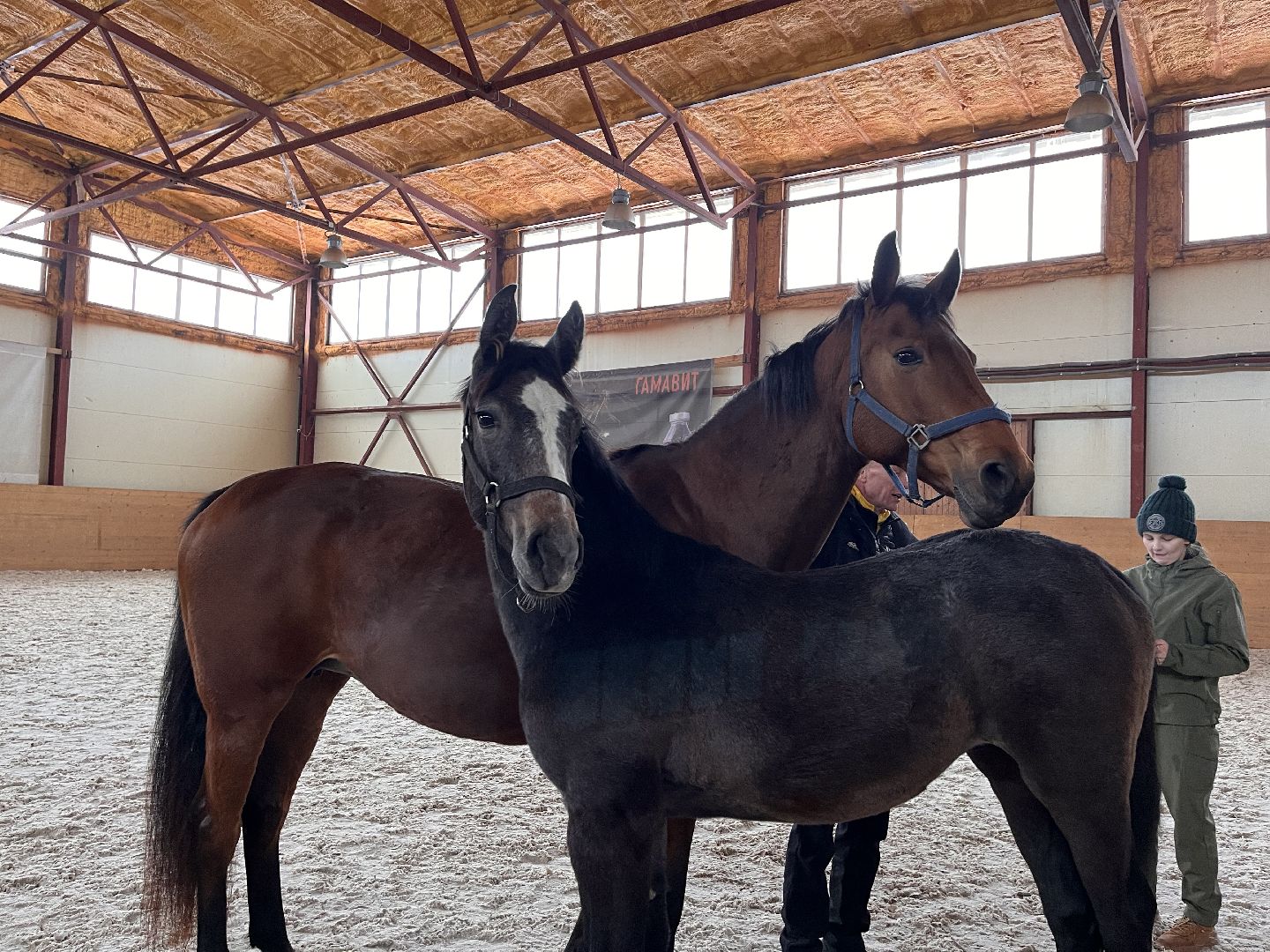 Шаховская, Центр репродукции, лошади, кони, хозяйство,