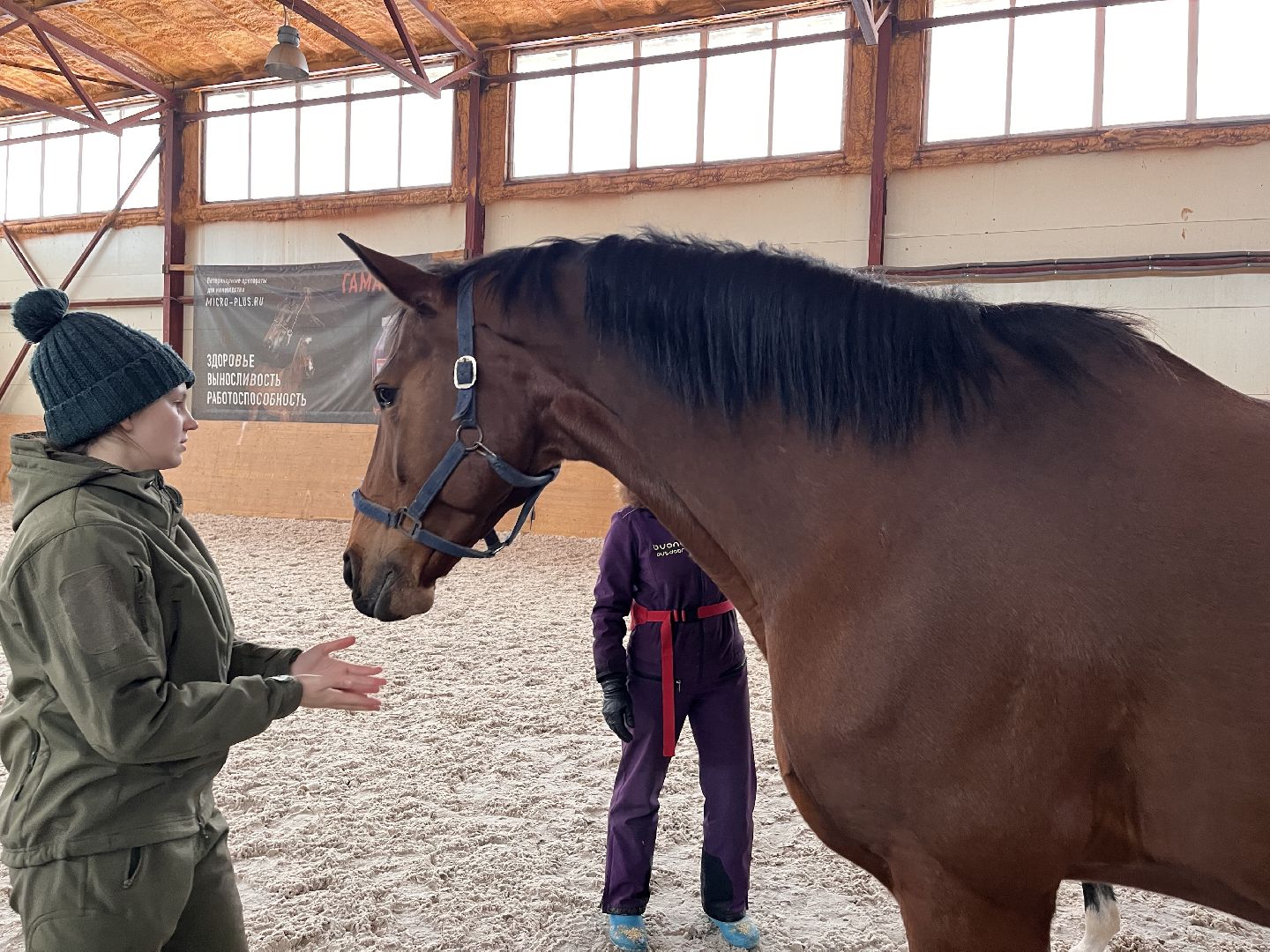 Шаховская, Центр репродукции, лошади, кони, хозяйство,