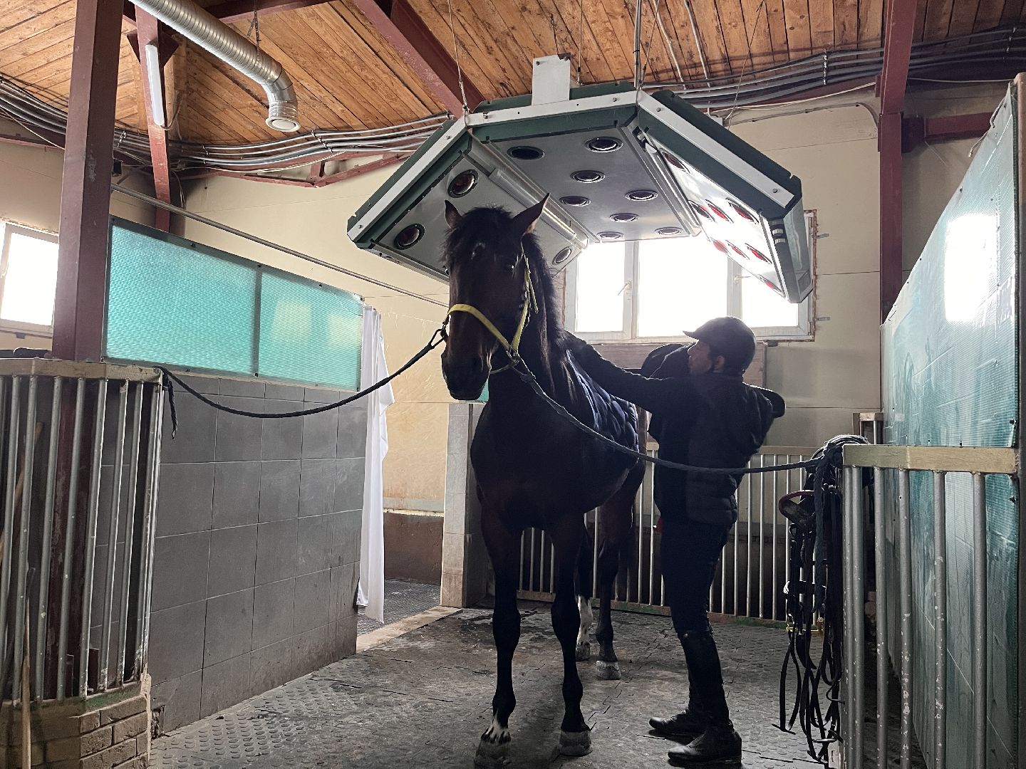 Шаховская, Центр репродукции, лошади, кони, хозяйство,