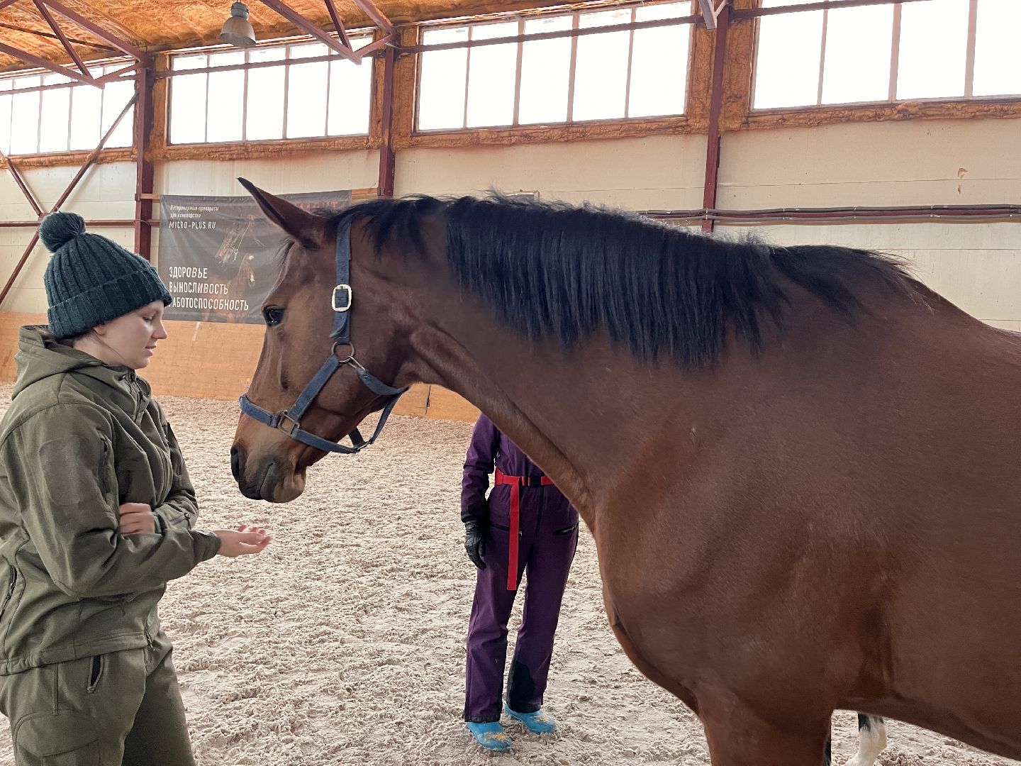 Шаховская, Центр репродукции, лошади, кони, хозяйство,