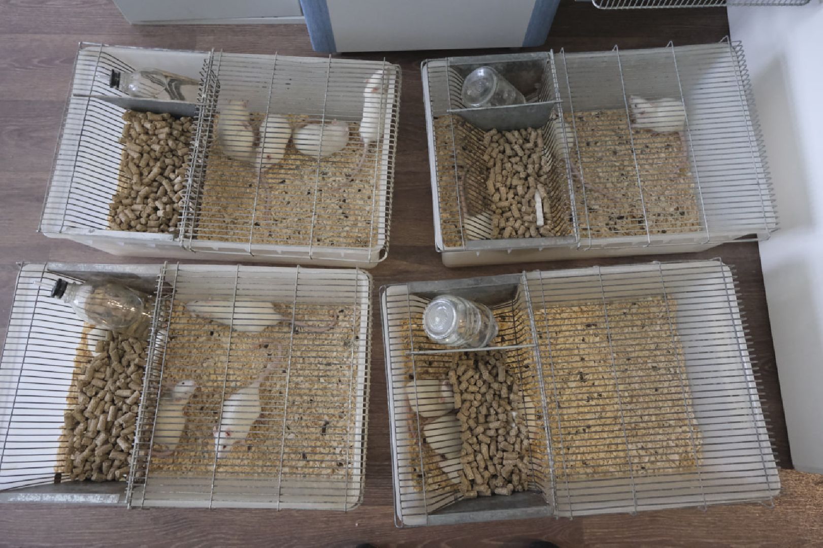 пущино, наука, медицина, опыты, здоровье,