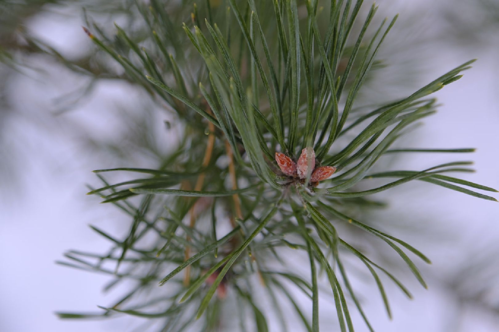 пущино, наука, медицина, опыты, здоровье,