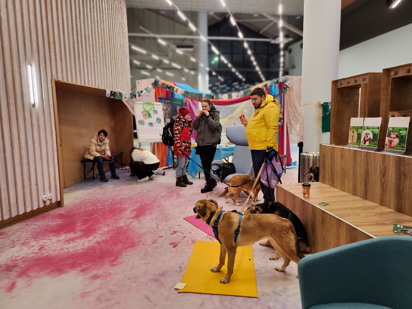 пушкино, бездомные животные, волонтерство, кошки, собаки,