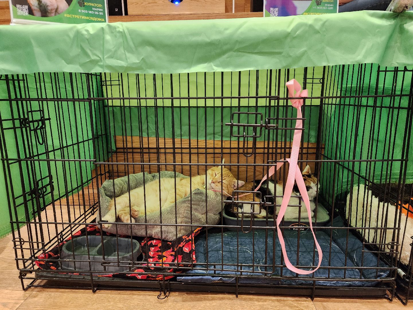пушкино, бездомные животные, волонтерство, кошки, собаки,