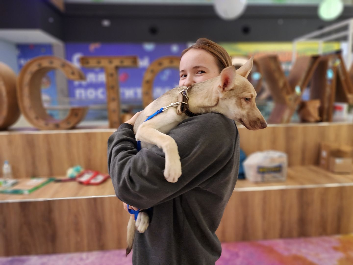 пушкино, бездомные животные, волонтерство, кошки, собаки,