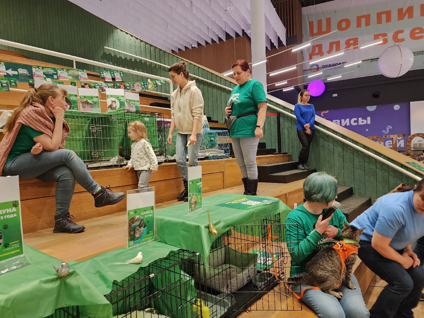 пушкино, бездомные животные, волонтерство, кошки, собаки,