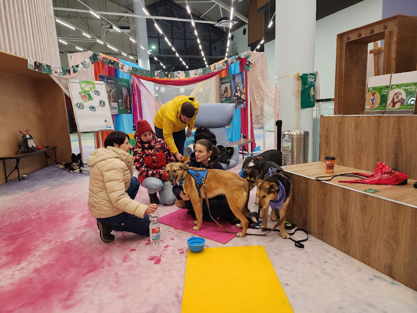 пушкино, бездомные животные, волонтерство, кошки, собаки,