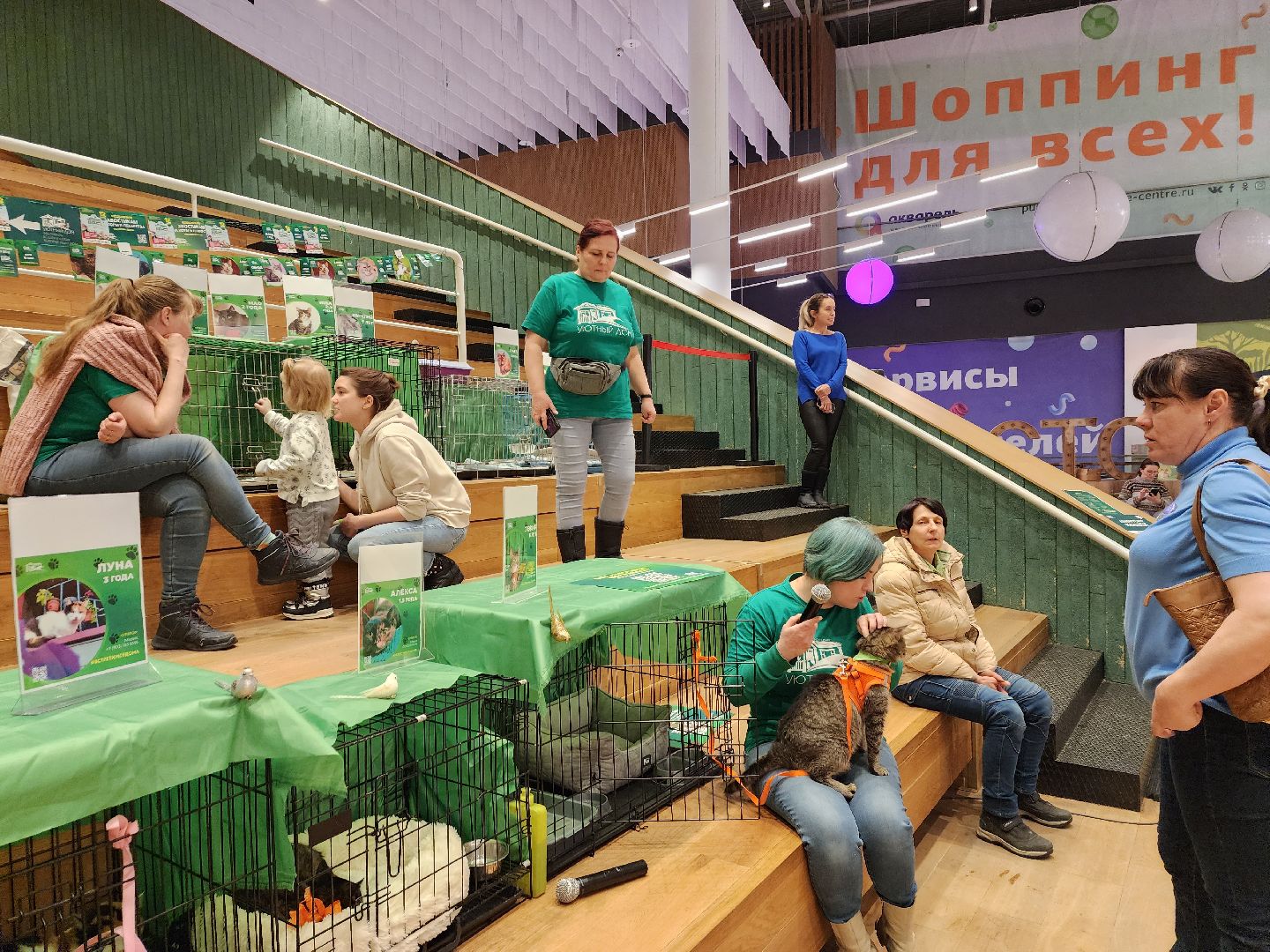 пушкино, бездомные животные, волонтерство, кошки, собаки,