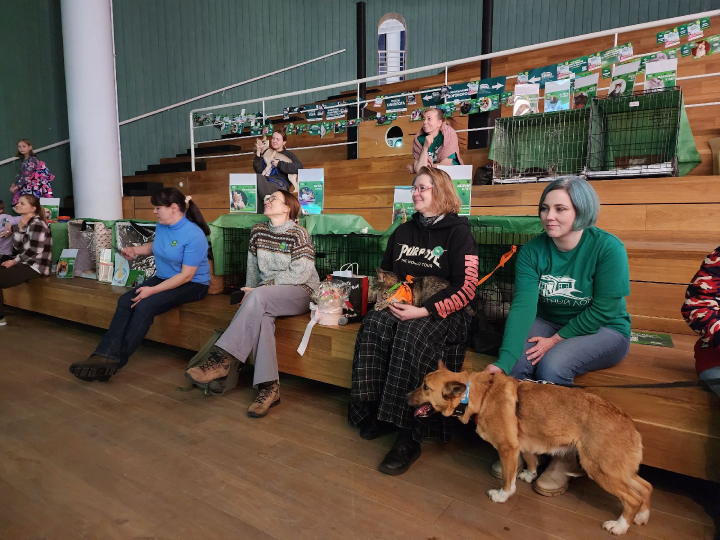 пушкино, бездомные животные, волонтерство, кошки, собаки,