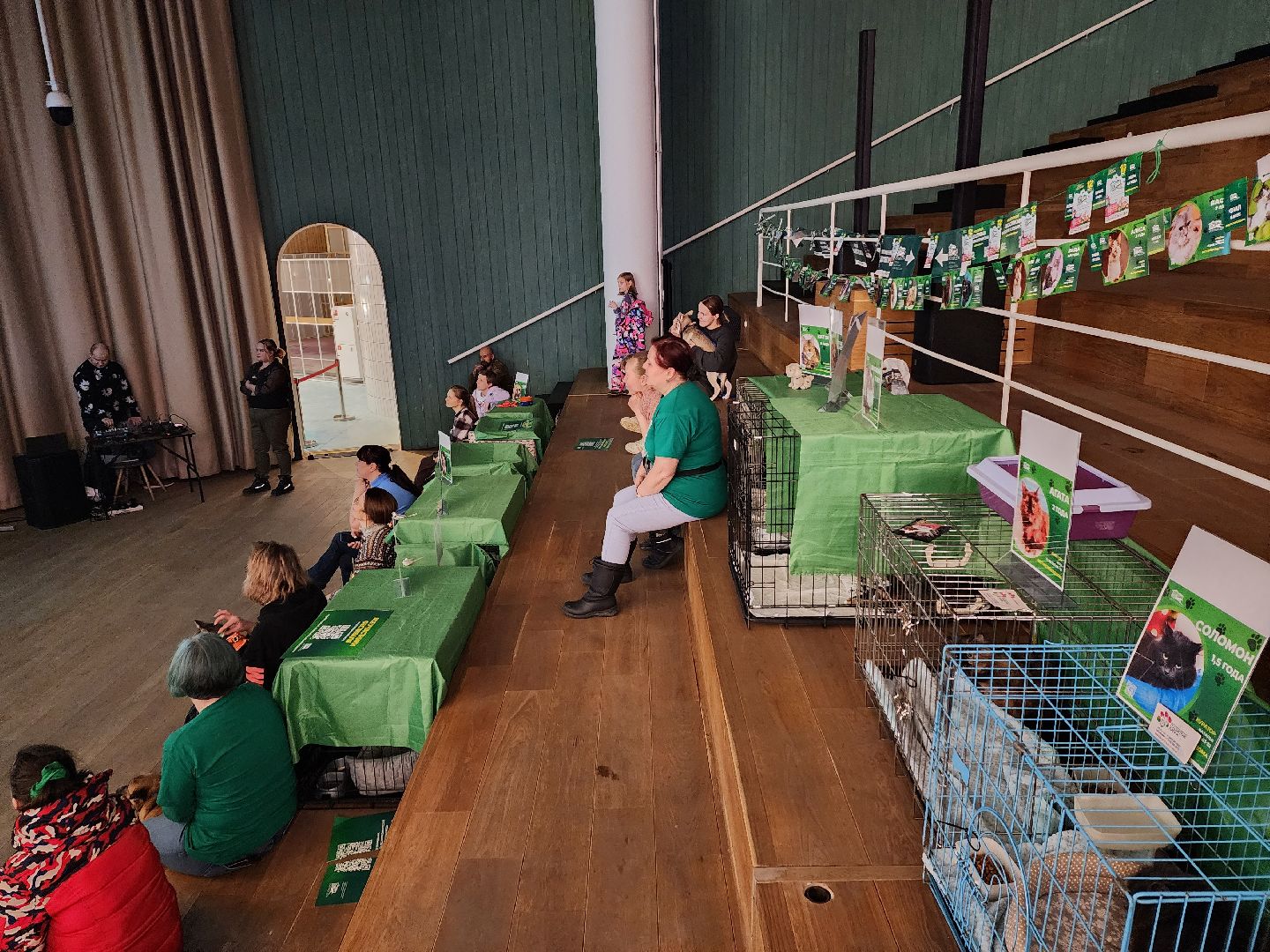 пушкино, бездомные животные, волонтерство, кошки, собаки,