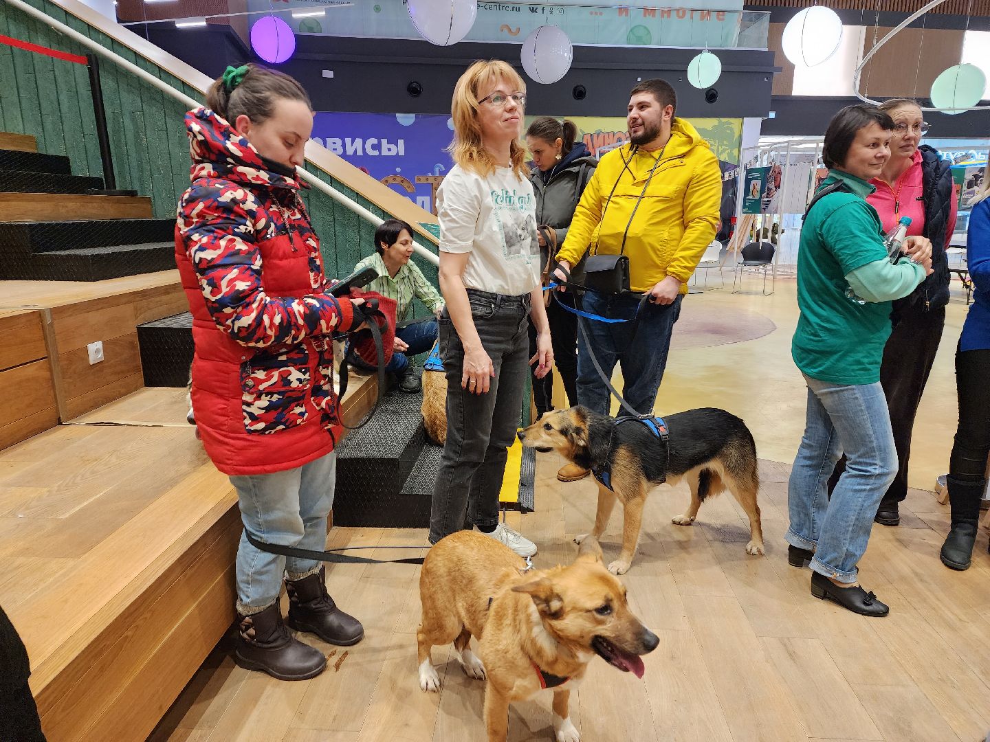 пушкино, бездомные животные, волонтерство, кошки, собаки,