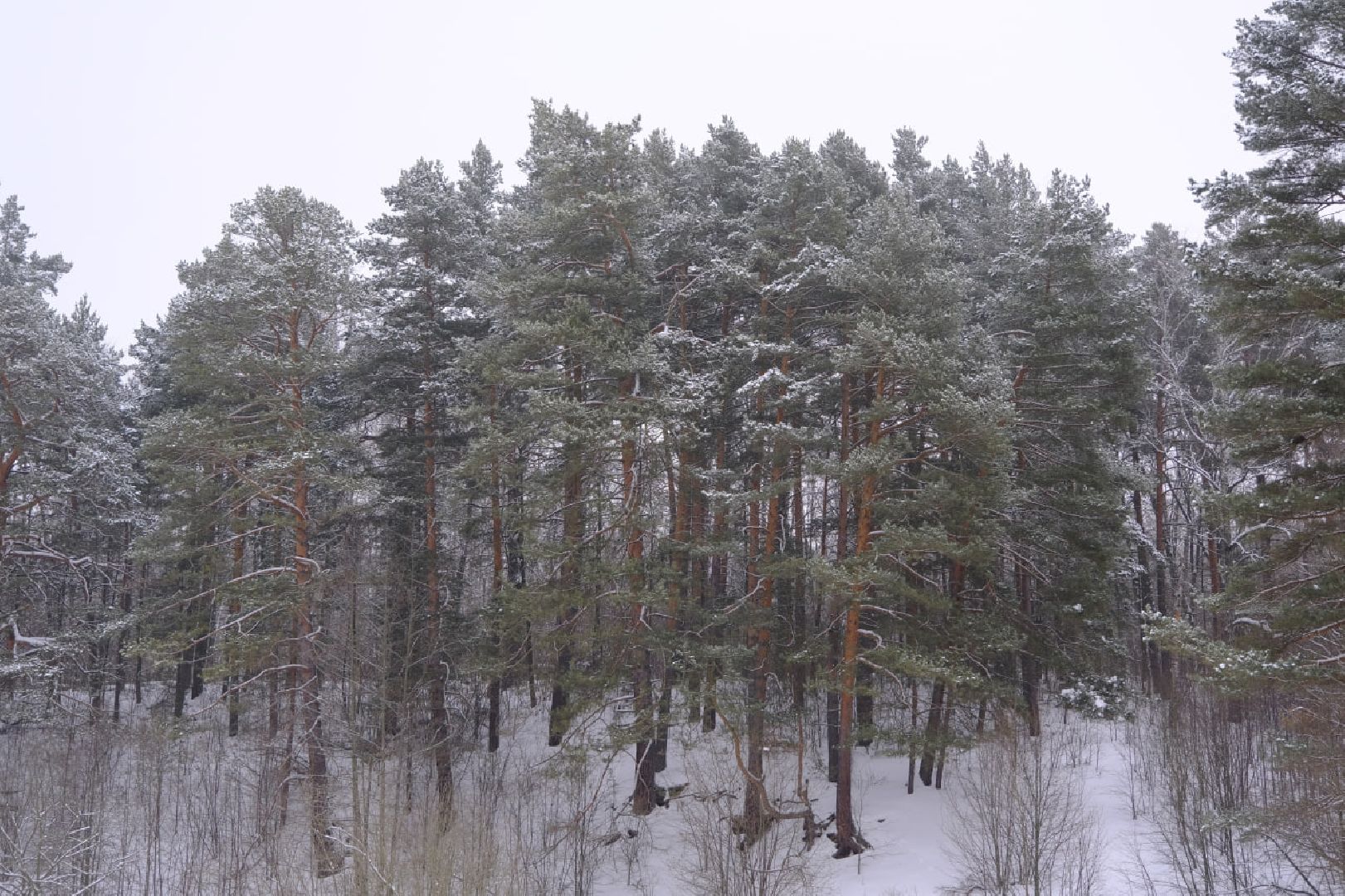 пущино, наука,