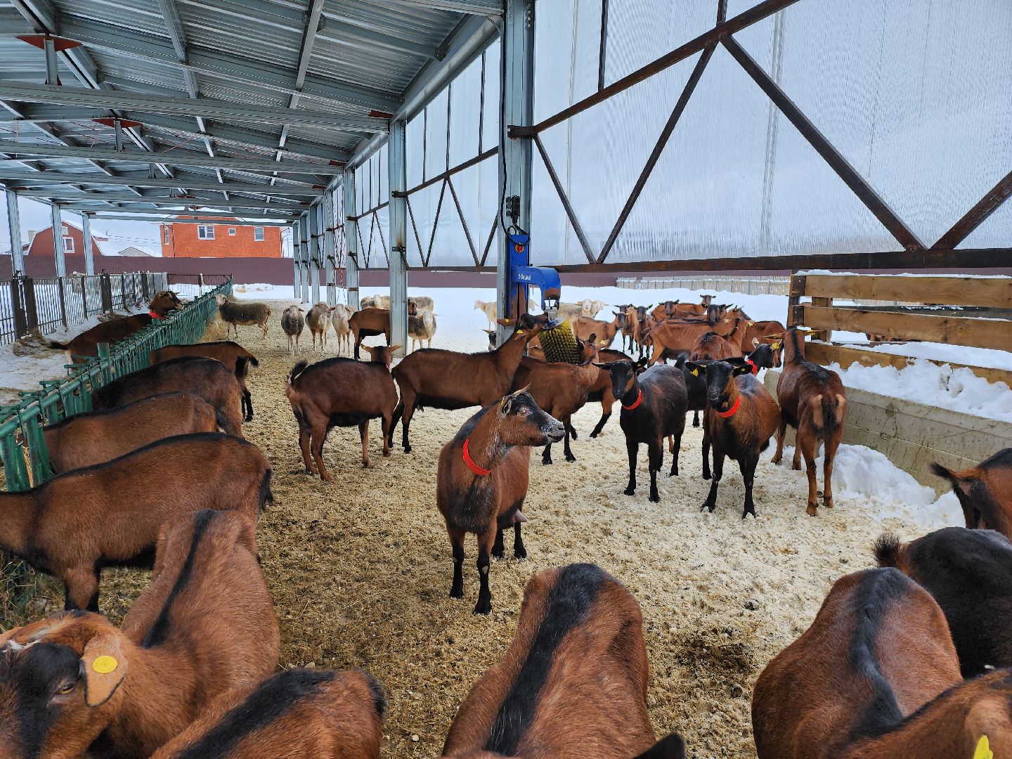 Чехов, Подмосковье, Дикие белки, агротуризм, молоко, козы, коровы,