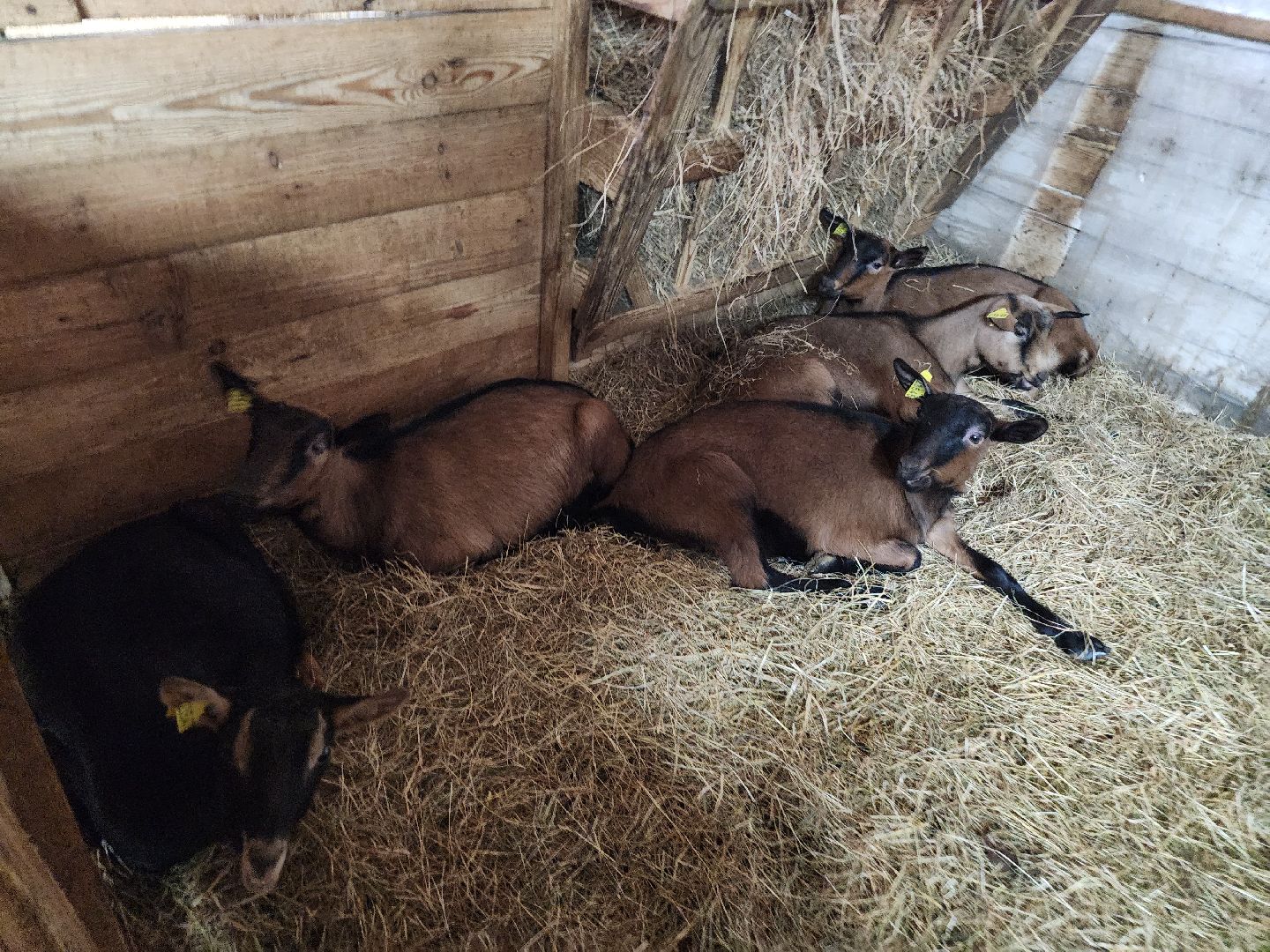 Чехов, Подмосковье, Дикие белки, агротуризм, молоко, козы, коровы,