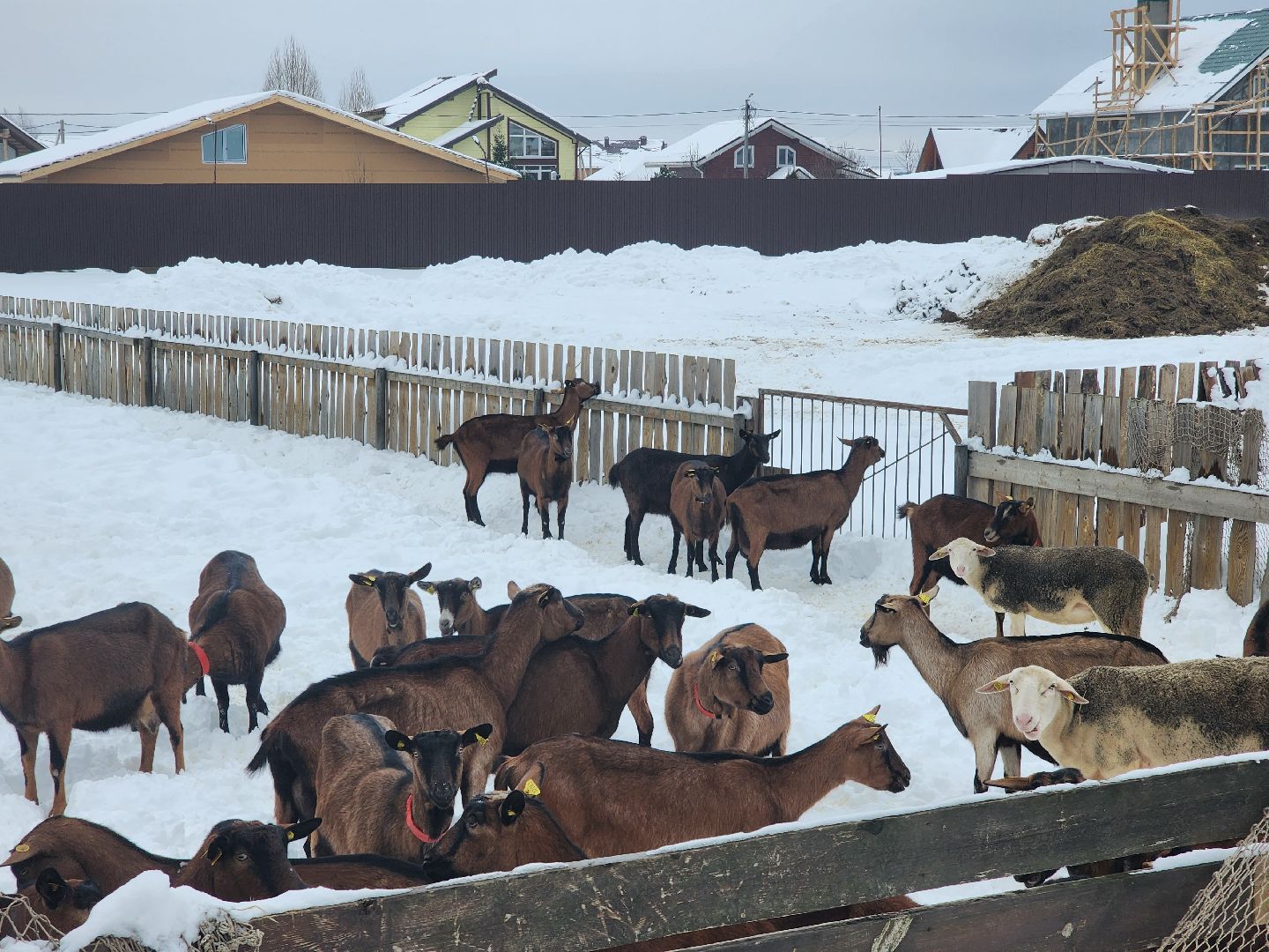 Чехов, Подмосковье, Дикие белки, агротуризм, молоко, козы, коровы,